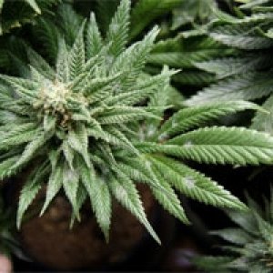 marijuana-buds-with-white-powdery-mildew-smlr.jpg