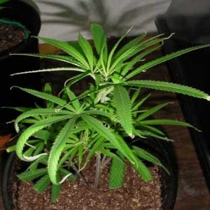 ered-cannabis-plant-curling-leaves-burned-tips2-sm.jpg