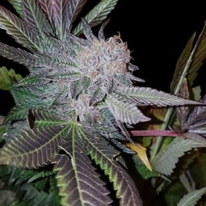 White-Strawberies-G13-Labs-Seeds_600x600.jpg