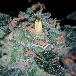 cannabis-hermie-yellow-nanner-banana-290x300.jpg