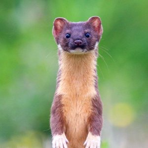 01-weasel.jpg