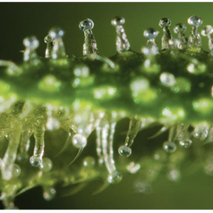 Trichomes-Clear.png