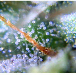 Trichomes-Partially-Cloudy.png