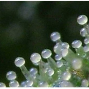 Trichomes-milky.png