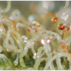 Trichomes-Amber.png