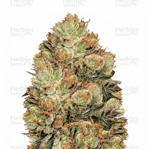 sort-HulkBerry-royal-queen-seeds__Keoe21rwl1VI2YJc.jpg