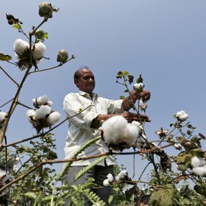 cotton-export.jpg