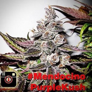 .com%2Fimages%2Fxl%2Fmendocino-purple-kush_4718_2_.jpg