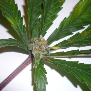 -10-Craziest-Cannabis-Mutations-Leaf-buds-1024x680.jpg