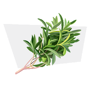 myrcene-500.png