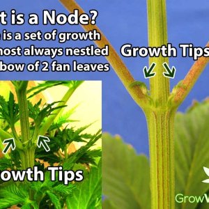 marijuana-node-explanation.jpg