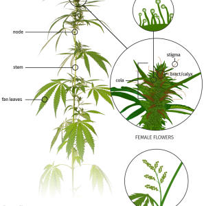 cannabis-parts.png