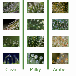 Trichomes-Guide-UPDATED-973x2048.png