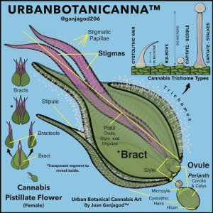 2-Cannabis-Pistillate-Flower-OShaughnessys-RBG-2.jpg