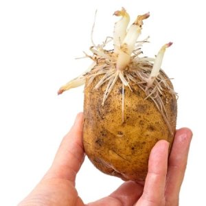 sprouting_potato_m4.jpg