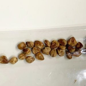 TBdope seeds1.jpg