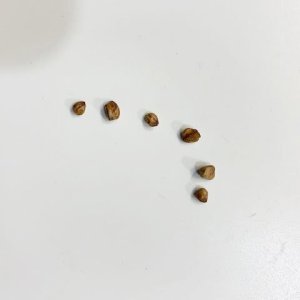 TBdope seeds2.jpg