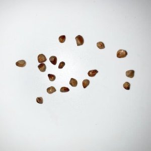 TBdope seeds3.jpg