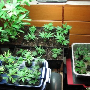 PPP & Sunset Kush clones 10-17-10