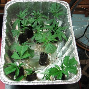 PPP & Sunset Kush clones 10-17-10