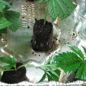 PPP & Sunset Kush clones 10-17-10