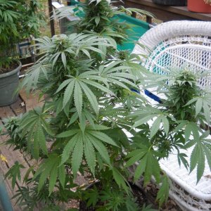 Woodsman Outdoors 10-18 Bubba_Kush