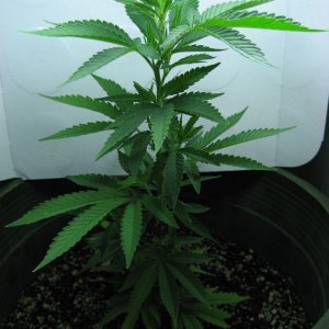 Blue Dream (Day29)