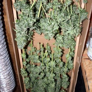 Sour Diesel, last harvest