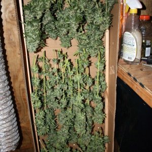 Sour Diesel, last harvest