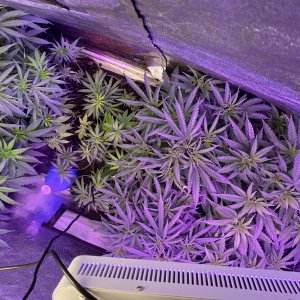 grow tent clones.jpg