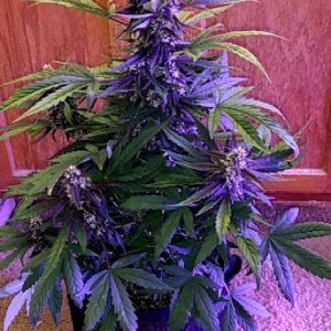 Pink Kush Plant 11_4_20.jpg