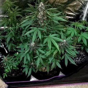 Pink Kush Grow 11_4_20.jpg