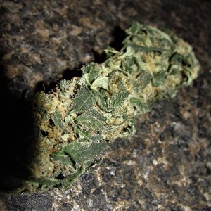 skunk bud.jpg