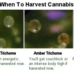 trichome_maturity_guide.jpg