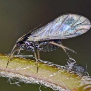 black-fly-aphid-with-wings-sm.jpg