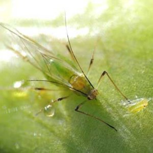 rijuana-flying-colonizer-aphid-and-aphid-larvae-sm.jpg