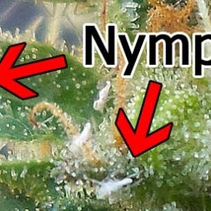 nymph-aphids-on-cannabis-bud-sm.jpg