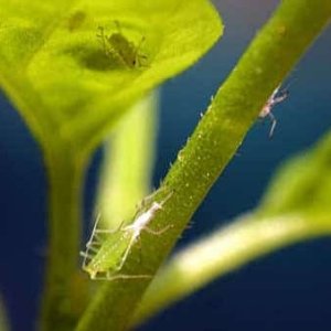 aphids-on-marijuana-sm.jpg