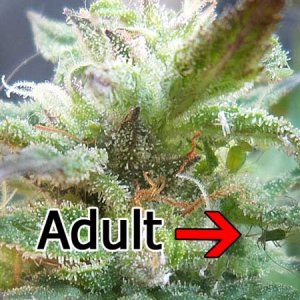 adult-aphids-on-marijuana-bud-sm.jpg