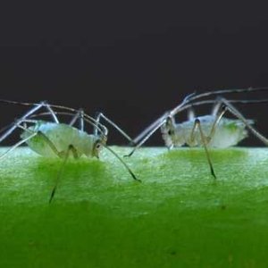 cannabis-bugs-closeup-green-aphids-sm.jpg