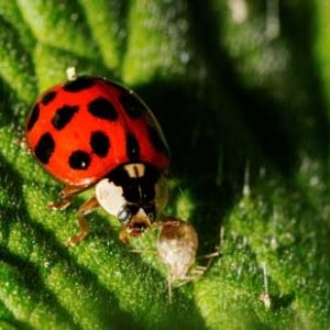 cannabis-lady-bug-eating-aphid-sm.jpg