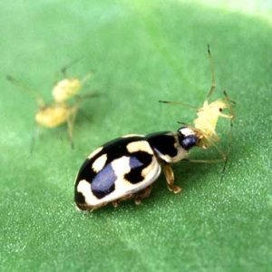 lady-bird-eating-aphid-cannabis-sm.jpg