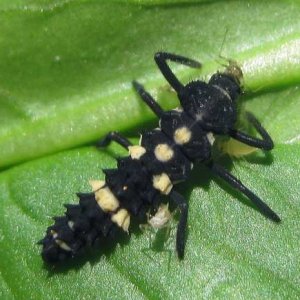 lady-bird-larvae-eating-aphids-sm.jpg