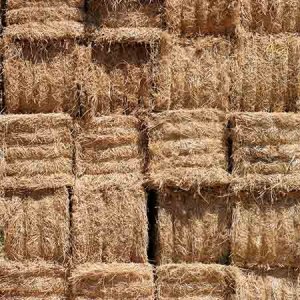 Hay-Mulch-vs-Straw-Mulch_675x.jpg