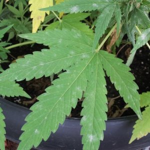 cannabis-powdery-mildew.jpg