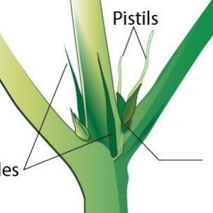 pistil-from-cannabis-plant-2.jpg