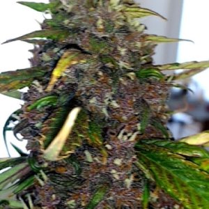 Pink Kush Bud 11_27_20.jpg