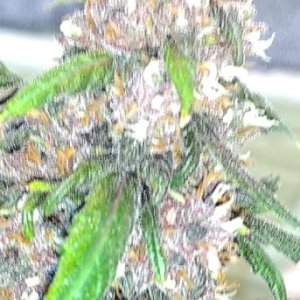 Pink Kush Bud2 11_27_20.jpg