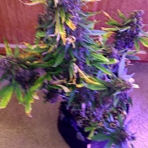 Pink Kush Plant 11_27_20.jpg