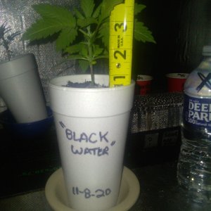 Black  Water 11-30-20.JPG